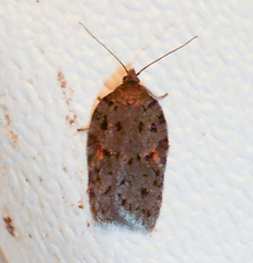 Acleris ptychogrammos