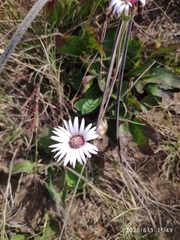 (c) Antoinette Eyssell Knox, some rights reserved (CC BY-SA) Gerbera viridifolia, photograph (c) Antoinette Eyssell Knox, some rights reserved (CC BY-SA)