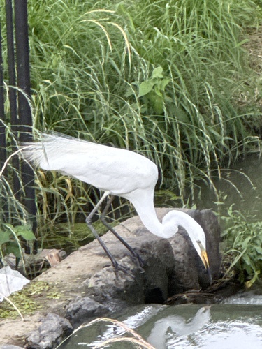 iNaturalist image