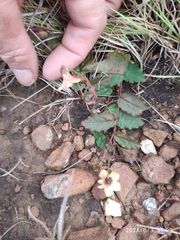 Hermannia depressa, photograph (c) Antoinette Eyssell Knox, some rights reserved (CC BY-SA)