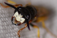 Philanthus triangulum diadema
