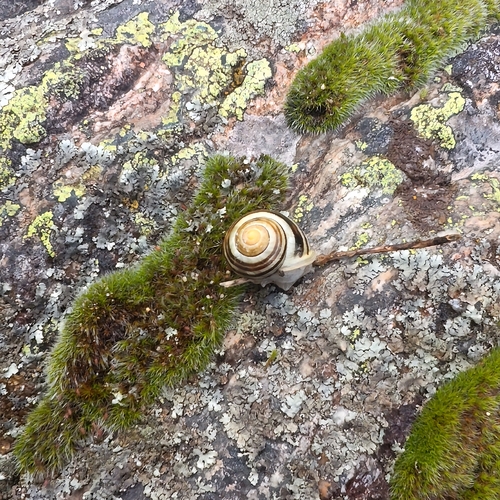 White-lipped Snail