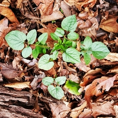 Valeriana pauciflora