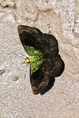 Green-shouldered Sootywing