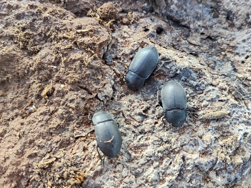 Mimopeus opaculus photo 5