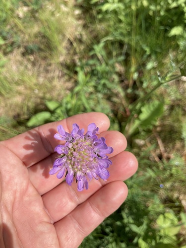 Field Scabious
