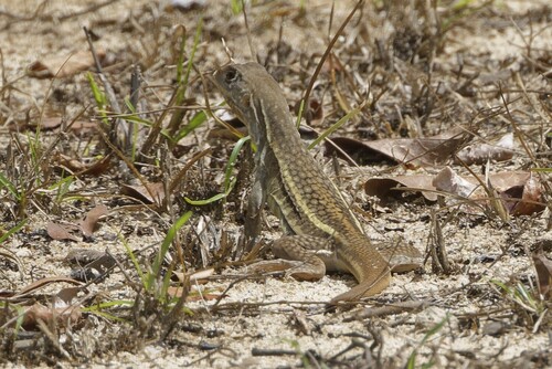Songkhla Butterfly Lizard