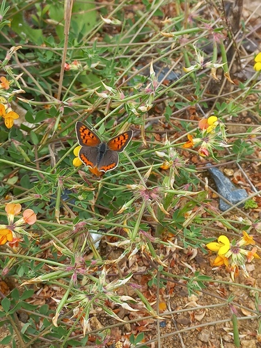 Small Copper