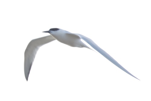iNaturalist image