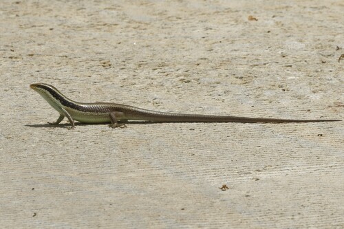 Longtail Mabuya