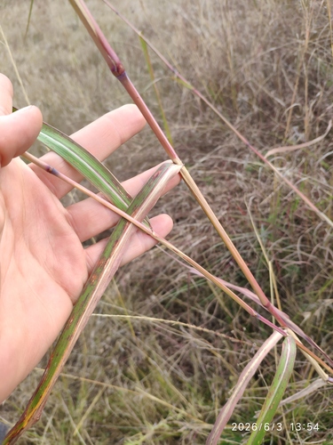 Cymbopogon nardus observed 2026-06-03