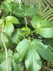 Jatropha gossypiifolia