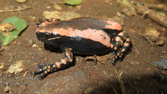 Phrynomantis bifasciatus