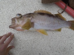 Sebastes serranoides