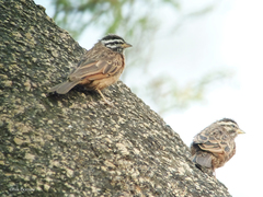Emberiza goslingi