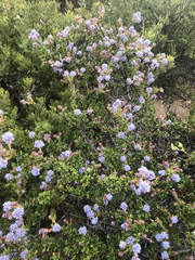 Ceanothus dentatus