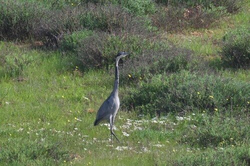 iNaturalist image