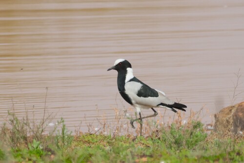iNaturalist image