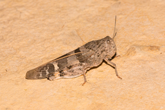 Leprus