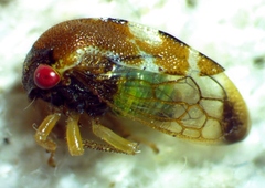 Cyrtolobus togatus