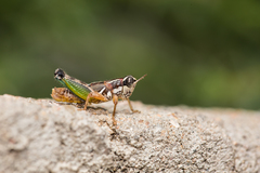 Phaedrotettix