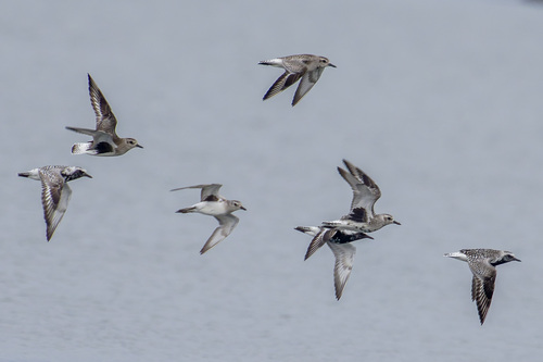 iNaturalist image