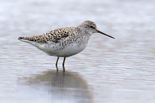 iNaturalist image