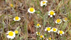 Layia glandulosa