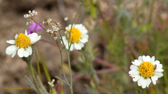 Layia glandulosa