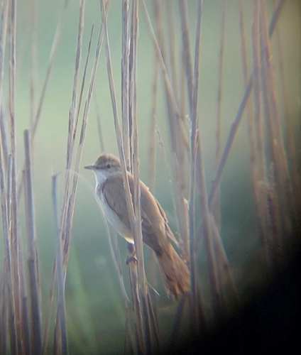 Great Reed Warbler