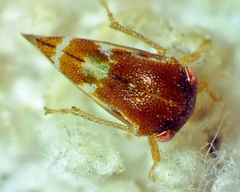 Cyrtolobus togatus