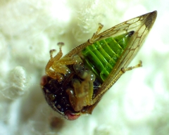 Cyrtolobus togatus