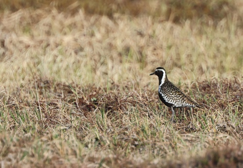 iNaturalist image