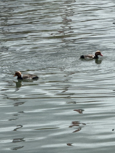 iNaturalist image
