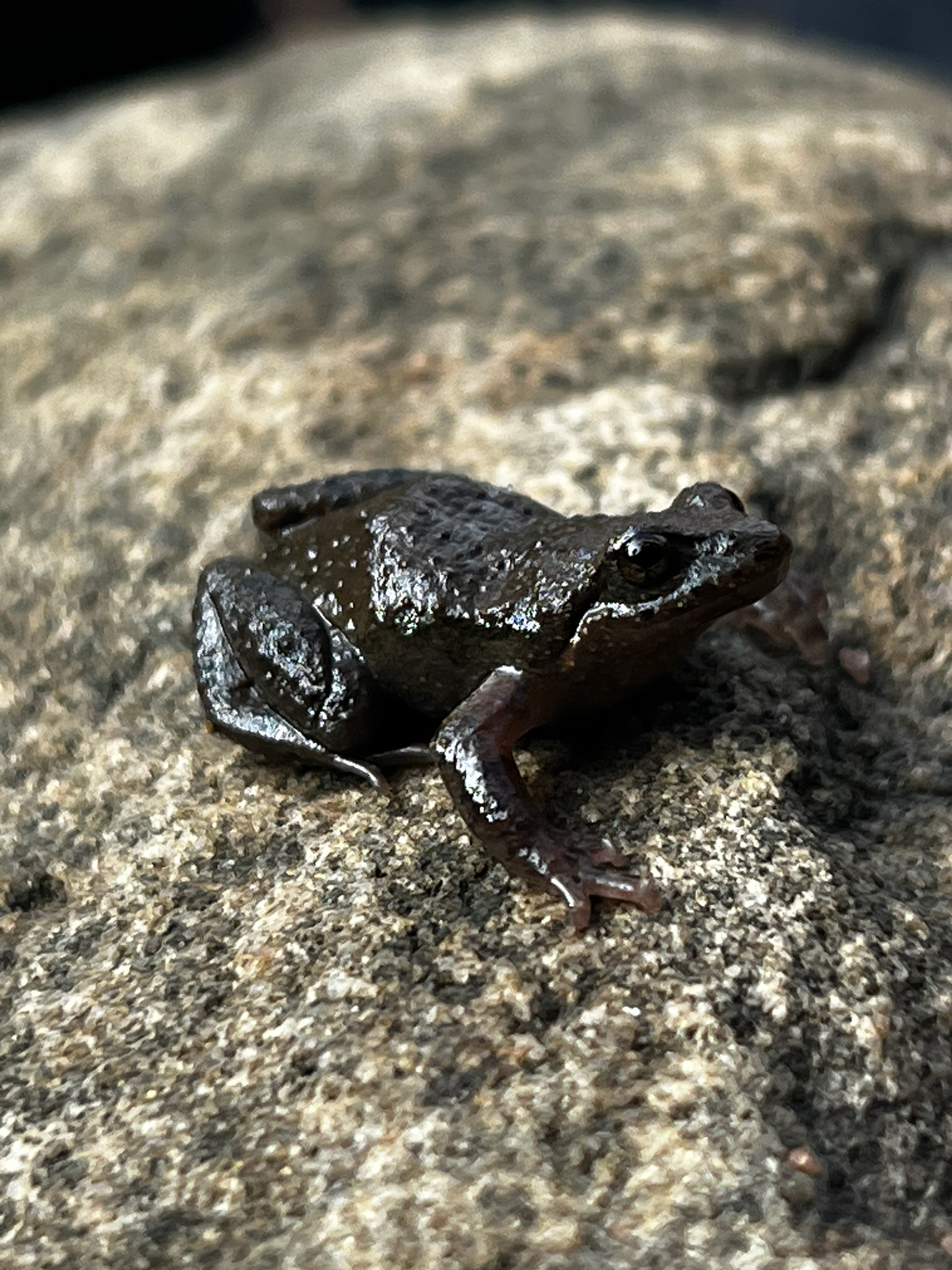 Flinders Range Froglet photo 4