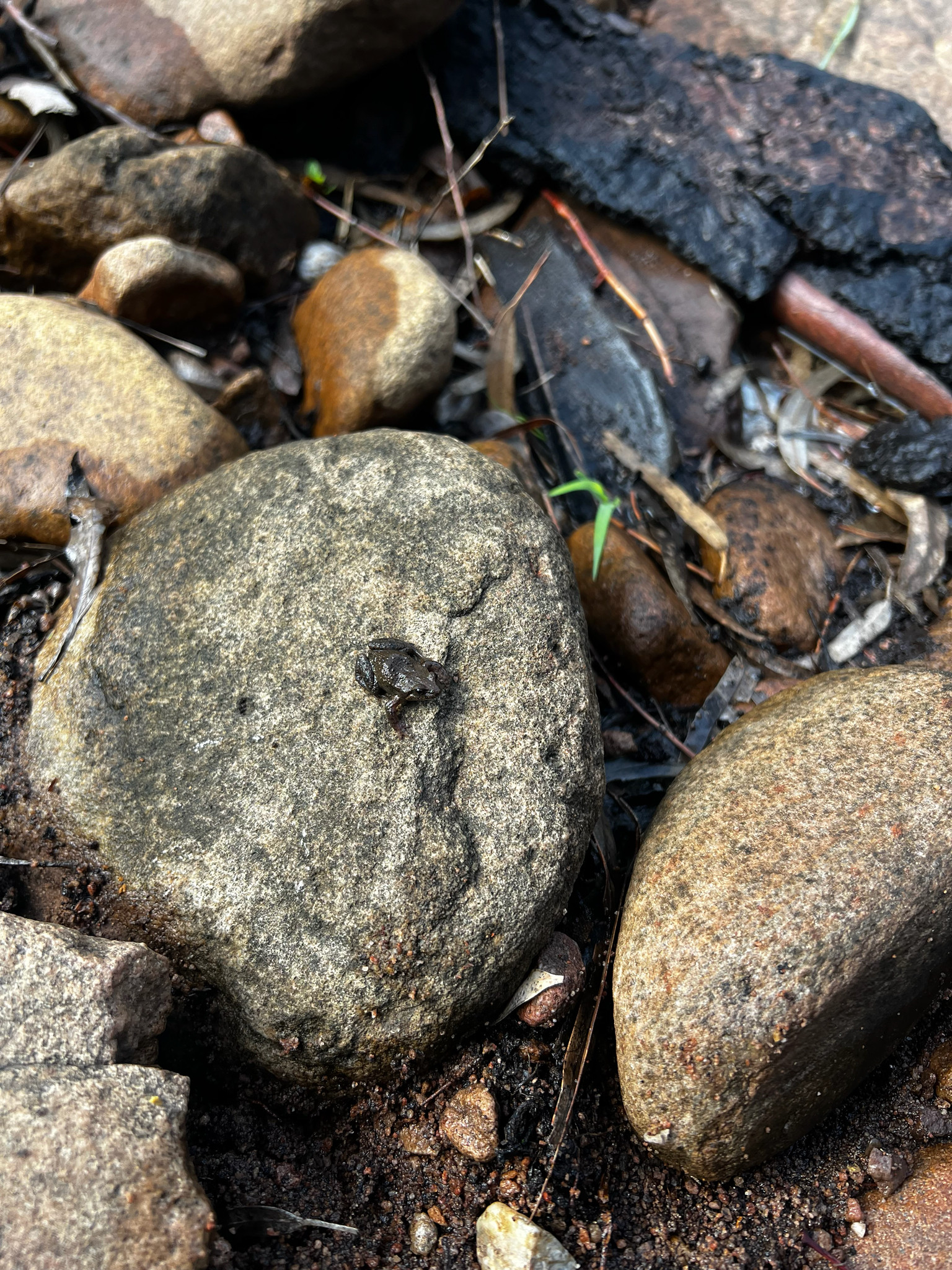 Flinders Range Froglet photo 6