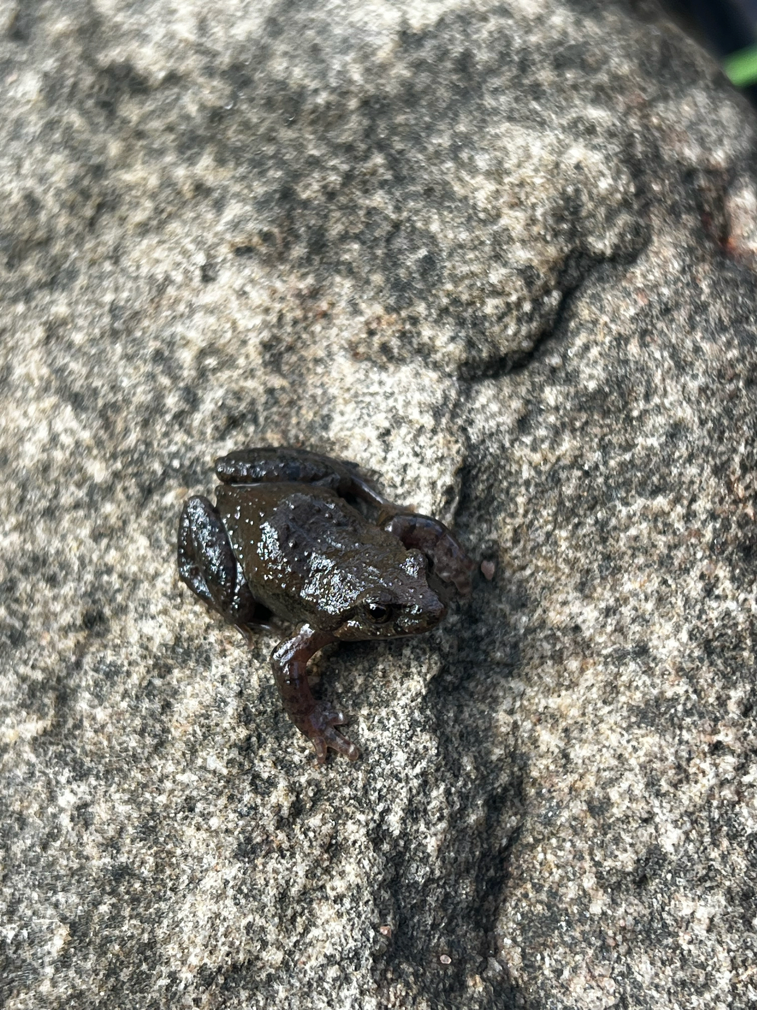 Flinders Range Froglet photo 5