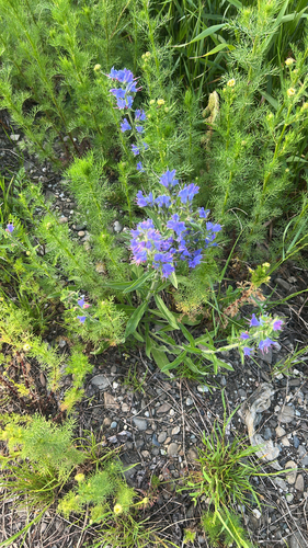 viper's-bugloss