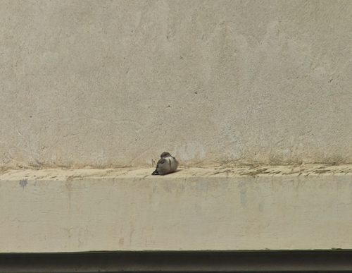 Eurasian Crag-Martin