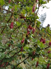 Grossulariaceae