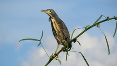 Ixobrychus sturmii