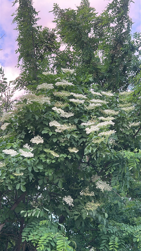 European black elderberry