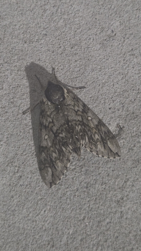Esfinge ondulada