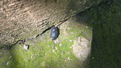 Obscure Carrion Beetle