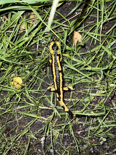 Barred Fire Salamander