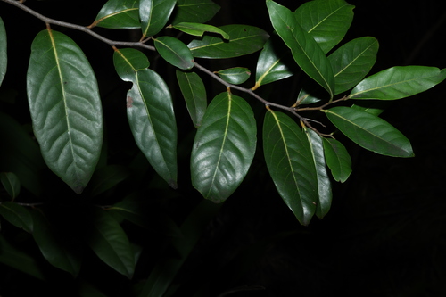 Diospyros fasciculosa, photograph 6