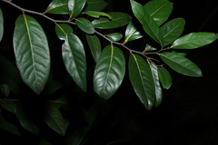 Diospyros fasciculosa, photograph (c) Greg Tasney, some rights reserved (CC BY-SA)