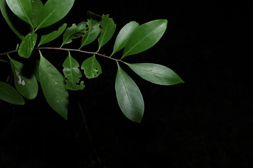 Denhamia disperma (Denhamia disperma)
