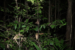 Diospyros fasciculosa, photograph (c) Greg Tasney, some rights reserved (CC BY-SA)