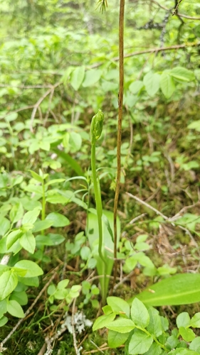 Lesser butterfly-orchid